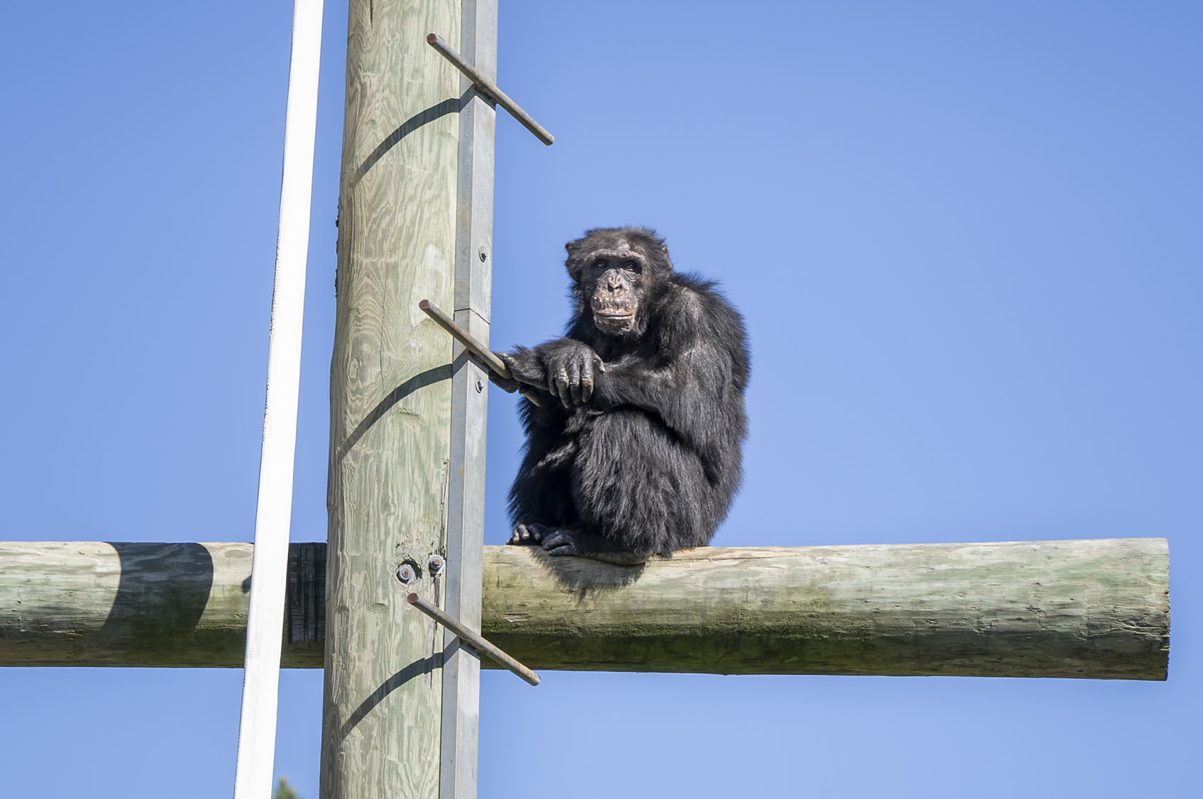 Chimpanzee sits on a high post under blue sky