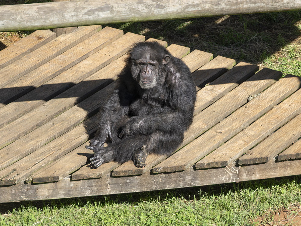 chimp sits in sunshine on a wood deck
