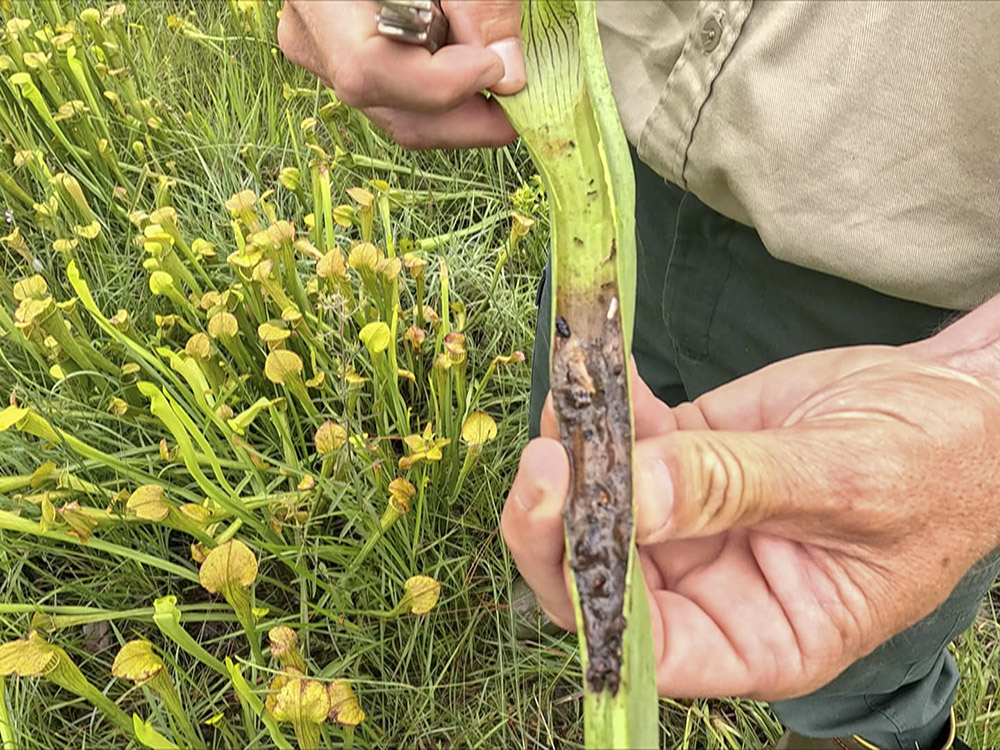 man's hands holding a split open carnivorous plant full of bugs