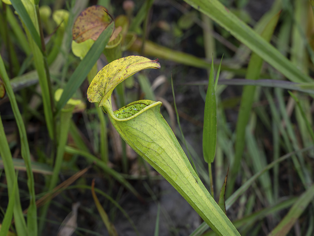hooded green and yellow pitcher carnivorous plant