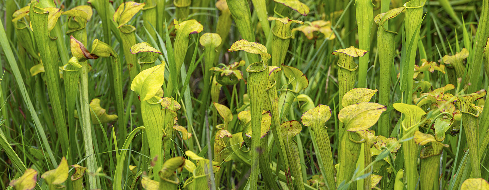 green and yellow pitcher carnivorous plant