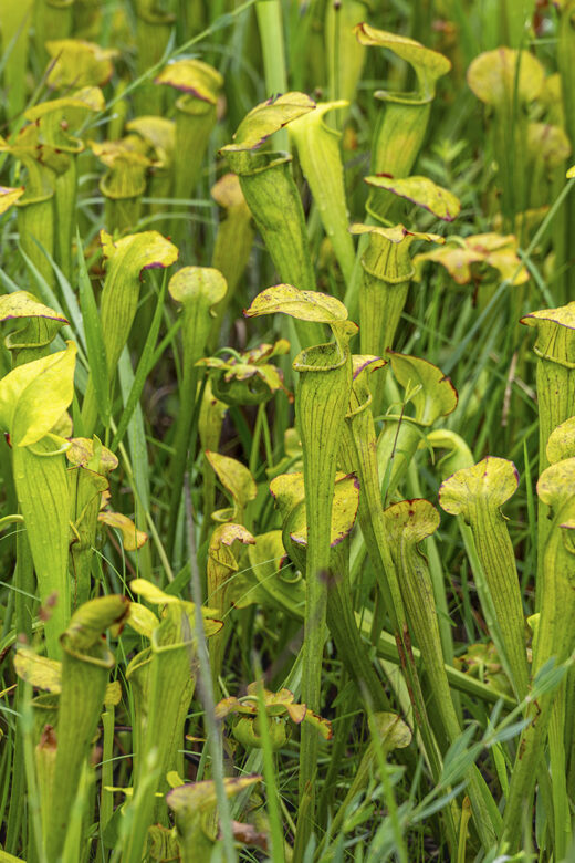 green and yellow pitcher carnivorous plant