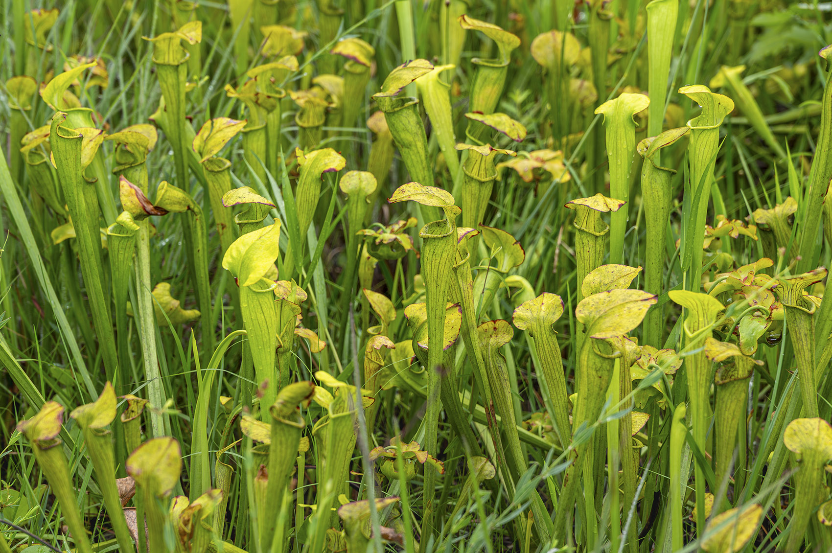 green and yellow pitcher carnivorous plant