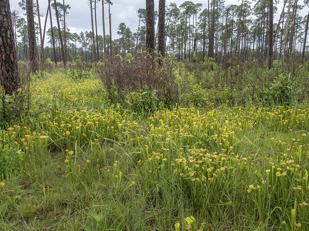field with a few tall pine trees and green and yellow pitcher plants

