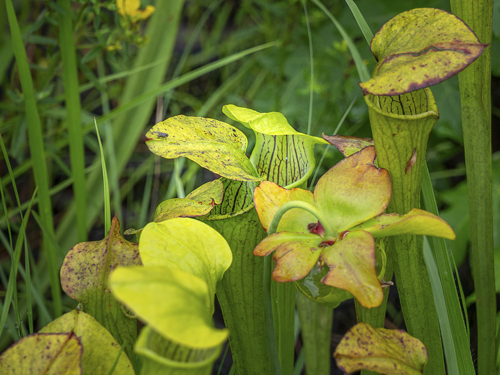 small fly on the leaf of a pitcher plant