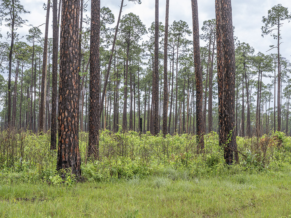 tall pine trees with burn marks on bark in forest