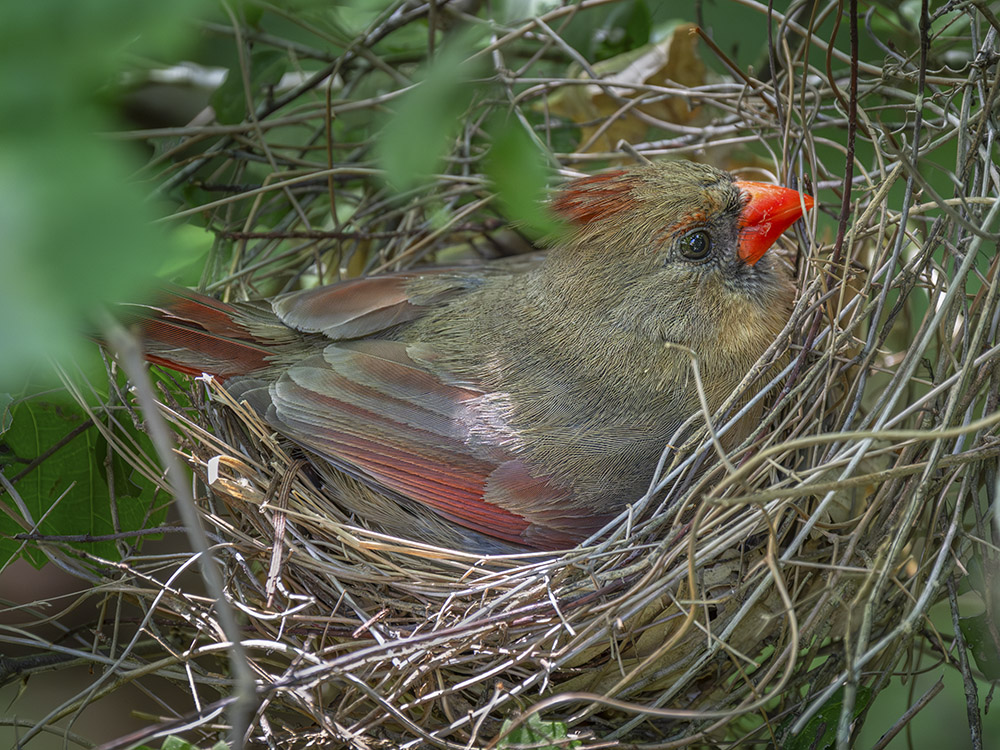 female cardinal sits on nest in tree branches