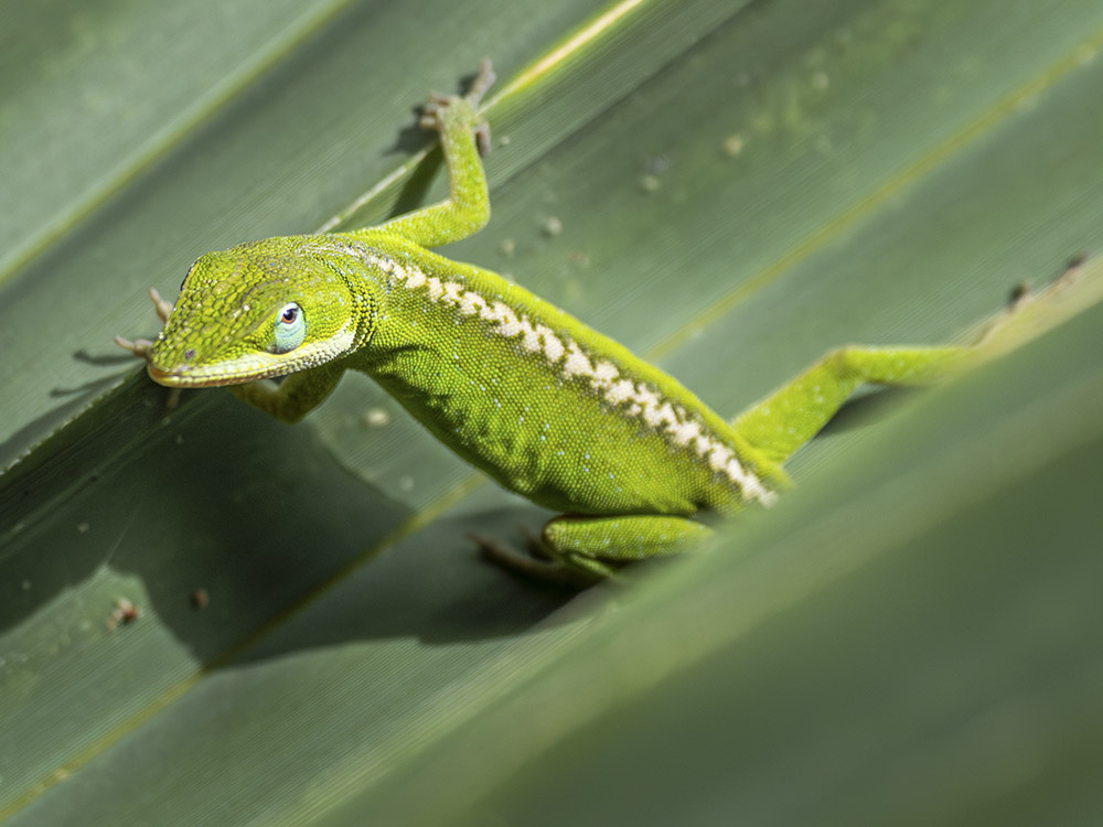 green chameleon on green leaf