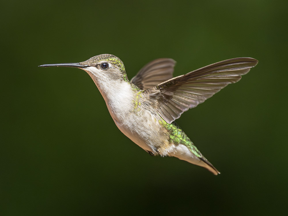 green feathered hummingbird in flight