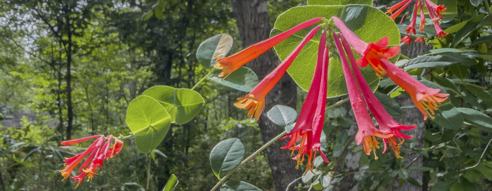 red trumpet shaped wildflower in forest