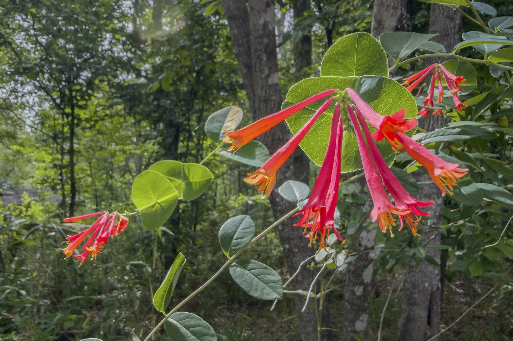 red trumpet shaped wildflower in forest
