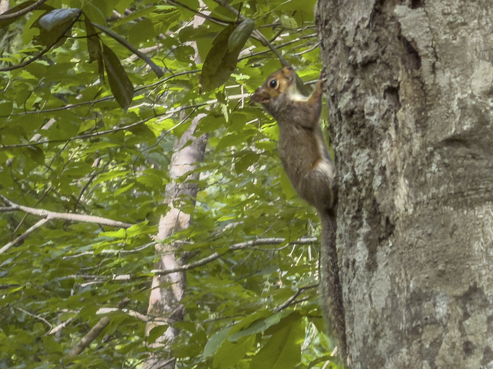squirrel climbs a tree in the forest