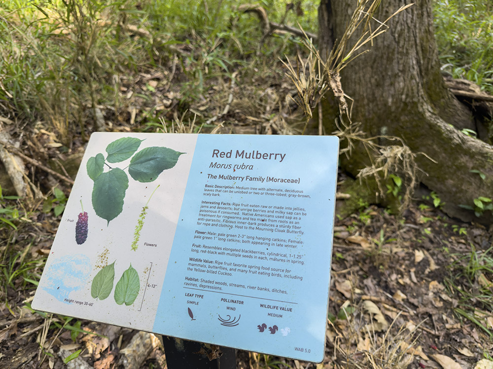 metal sign identifying plants in the Louisiana arboretum