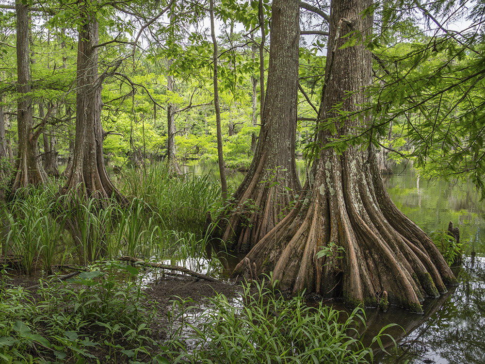 cypress trees growing in swamp