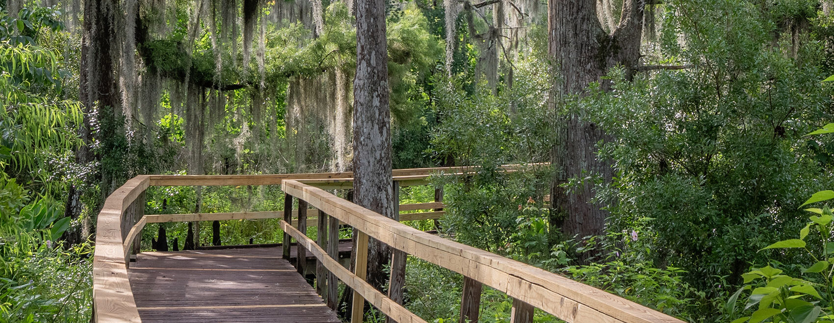wooden boardwalk into a cypress and moss swamp area