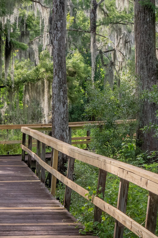 wooden boardwalk into a cypress and moss swamp area