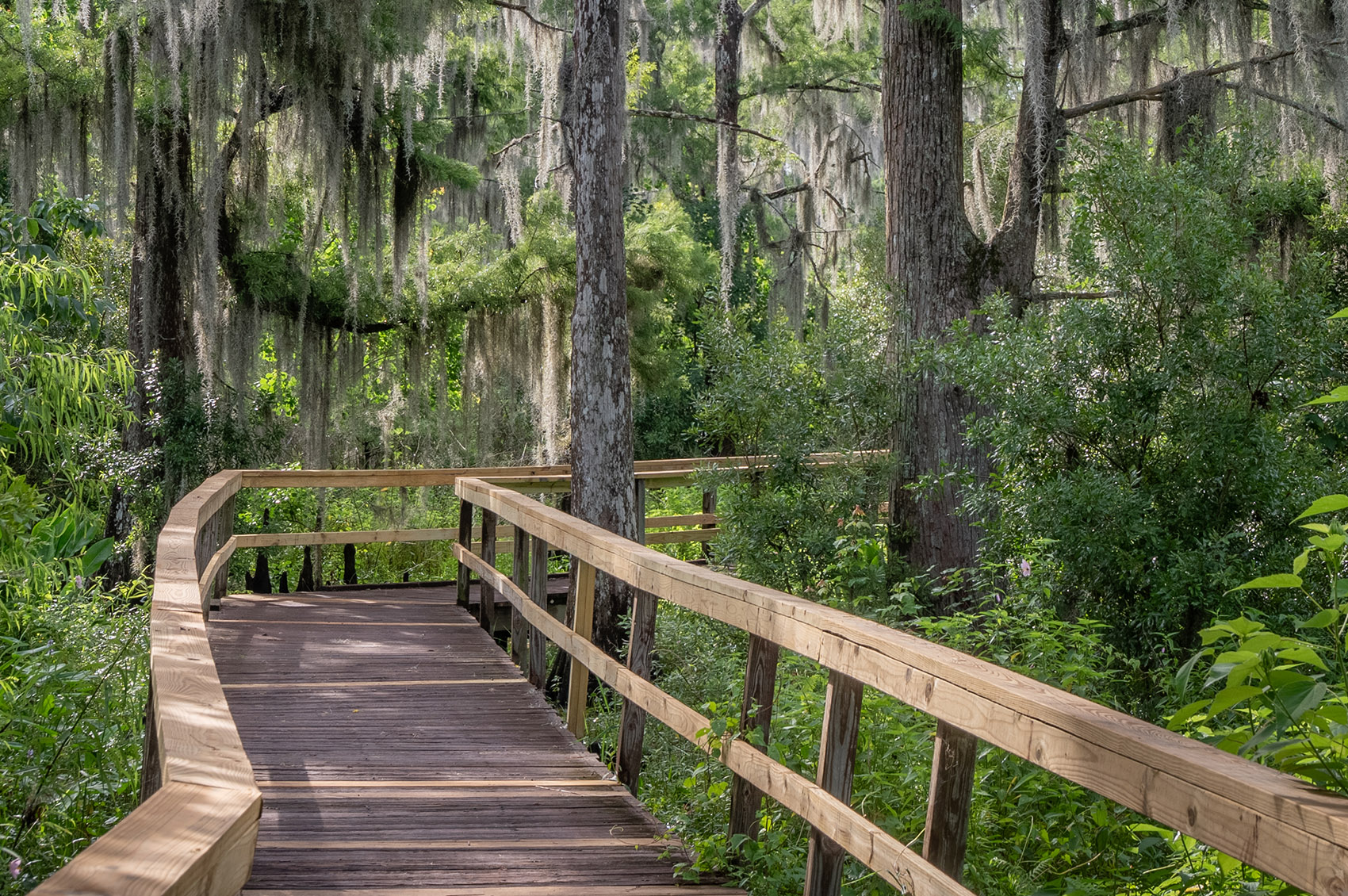wooden boardwalk into a cypress and moss swamp area