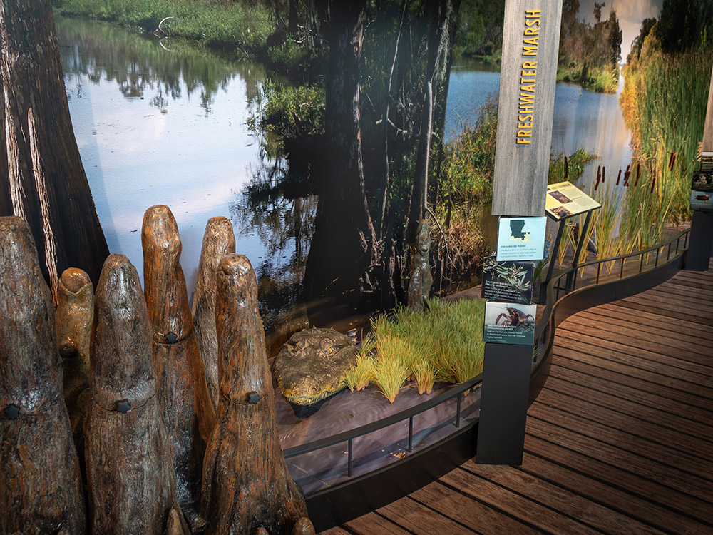 indoor wetland exhibit with cypress knees and alligator