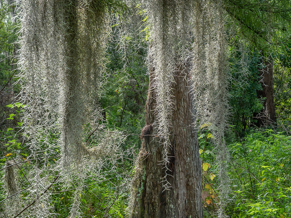 spanish moss hanging from cypress tree in Louisiana wetlands