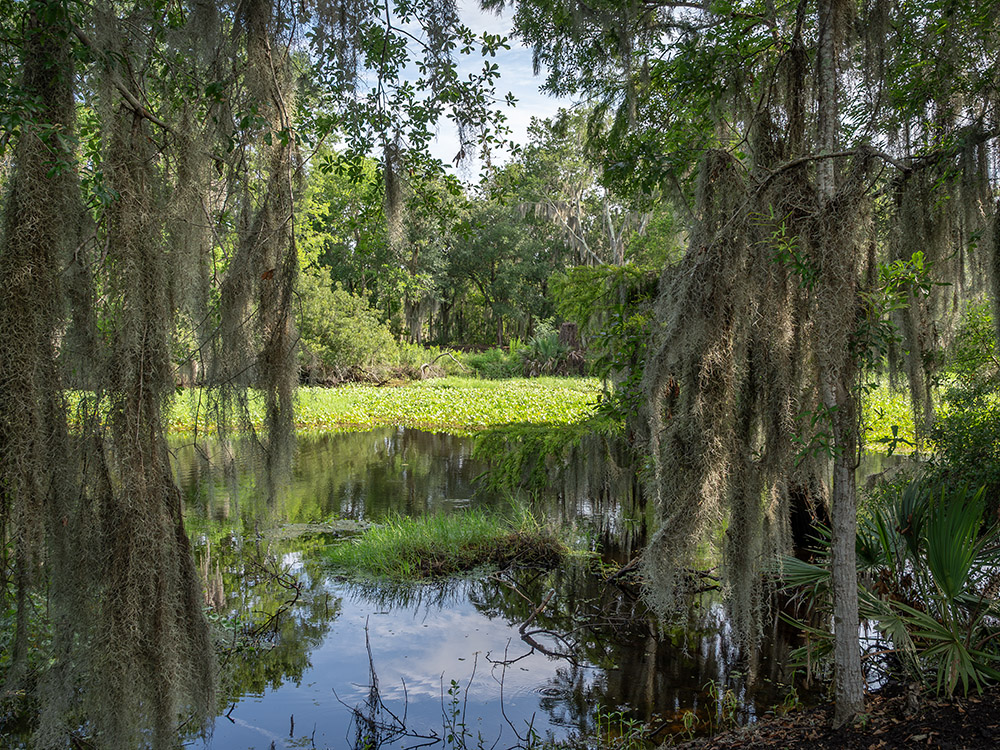 pond and cypress trees and moss in swamp area
