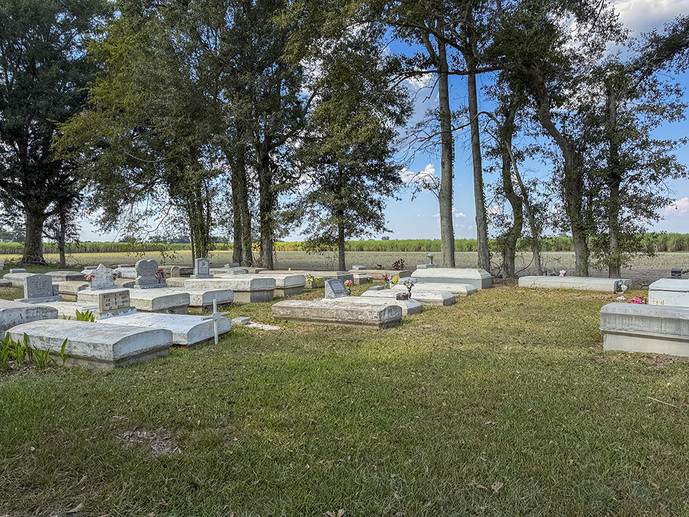 cemetery with rows of gravesites under trees in sugarcane field